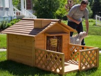 Maison de bricolage: 57 photos de la création d'une maison durable pour votre animal de compagnie!